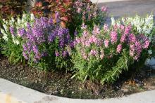 Pink, purple and white spiky blooms rise above foliage in a landscape bed.