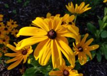 A single, large yellow bloom with individual petals and a chocolate brown center rises above over, similar blooms.