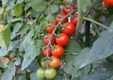 Tomatoes line a branch in two rows, with colors ranging from red to green.