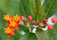 A yellow-and-black-striped caterpillar rests on a stem in a cluster of orange and yellow flowers.