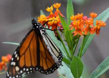An orange and black butterfly hangs onto a cluster of small, orange blossoms.