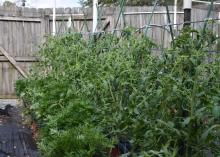 A row of bushy, green tomato plants grow inside a wooden enclosure.