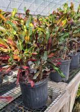 A row of plants with multicolored foliage grow in black pots.