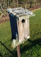 Ruffled edges of lichen cover the top of a wooden birdhouse.