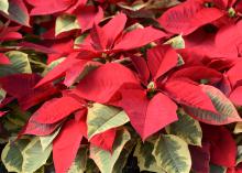 Red poinsettia bracts are displayed above pale, grayish-green leaves.