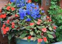Red and blue flowers bloom in a mixed container.