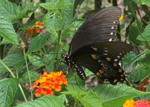 A black butterfly rests on orange blooms.