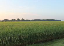 A rice field.