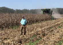 A man is in a corn field with harvest equipment.