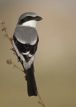 A bird with black and gray feathers perches on a stem.