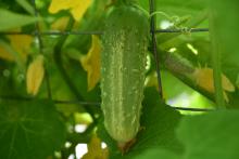 A single small cucumber grows among green leaves.