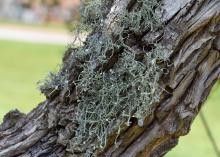 A small clump of hairy-type plant material grows on a tree trunk.