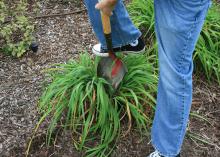 One foot is placed on a shovel inserted in the middle of a clump of plants.