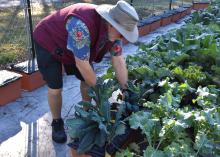 A man leans over to harvest leafy greens.