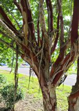Curled strips of bark hang from a multi-colored crape myrtle trunk.