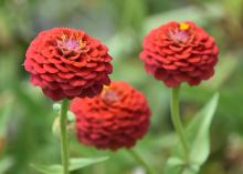 Three round, red flowers bloom above green foliage.
