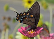 A dark-winged butterfly rests on a purple bloom.