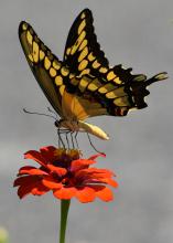 A yellow and black butterfly rests with wings spread on an orange bloom.