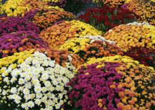 Yellow, white, orange and purple blooms form colorful mounds
