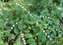 Clumps of white berries line the branches of a bush.