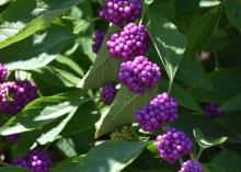 Clumps of purple berries line green branches.