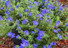 Dozens of blue flowers cover a green plant.