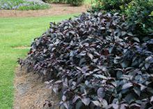 A landscape bed is covered in a low-growing, purple plant.