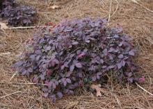 A small, purple shrub forms a low mound.
