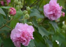 Two pink blooms are surrounded by green leaves.
