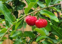 Round, red fruit grows on a branch.