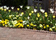 Yellow and white flowers grow beside a brick walkway.