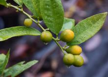 Six green fruits grow on a branch with leaves.