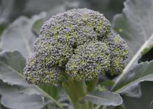 A head of broccoli is surrounded by green leaves.