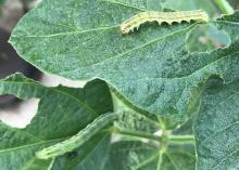 Two caterpillars feed on green leaves.