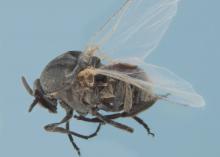 Adult black fly