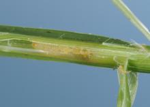 A white larva can be seen inside a peeled back grass stem.