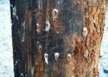 An exposed tree trunk has small holes surrounded by wood splinters.