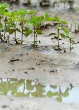 Small plants are reflected in standing water.