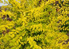 A shrub is covered in yellow leaves.