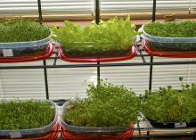 Microgreens grow in flat plastic containers on shelves in front of a window.