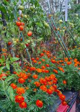 Red flowers bloom below rows of tomatoes.