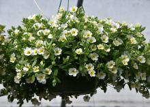 White flowers cover a hanging basket.