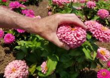 A hand reaches around a large, pink bloom.
