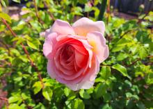 A close-up of a pink rose.