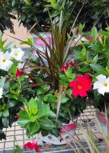 A red bloom is prominent in a container planting.