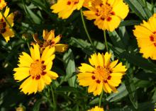 Yellow flowers have red-tinged centers.