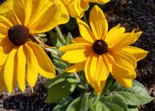 Big, yellow flowers have brown cone centers.