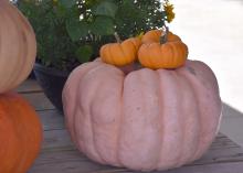 Three small pumpkins sit on top of a large pumpkin.
