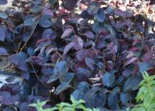 A shrub in a container has dark-purple leaves.