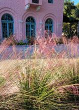 Pink-tipped ornamental grasses grow in front of a pink structure.